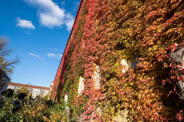 Herbstlaub an einer Hausfassade in der Gudvanger Straße in Berlin-Prenzlauer Berg. Autumn leaves on a house facade in Gudvanger Straße in Berlin-Prenzlauer Berg. Herbst in Berlin