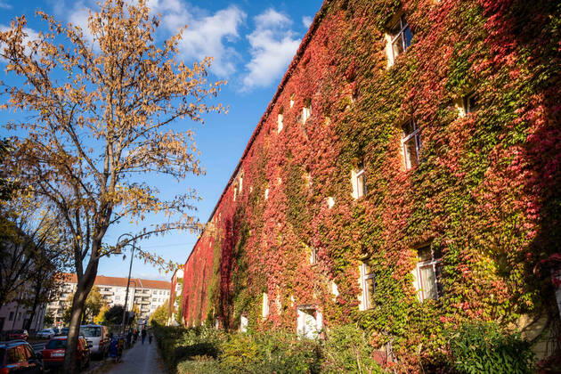 Herbstlaub an einer Hausfassade in der Gudvanger Straße in Berlin-Prenzlauer Berg. Autumn leaves on a house facade in Gudvanger Straße in Berlin-Prenzlauer Berg. Herbst in Berlin