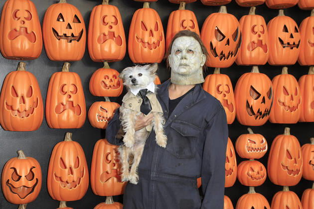 Bilder des Jahres 2022, Entertainment 10 Oktober Entertainment Themen der Woche KW41 October 11, 2022, Los Angeles, California, USA: LOS ANGELES - OCT 11: David Michor, Dog Albert at the World Premiere of Halloween Ends at the TCL Chinese Theatre IMAX on October 11, 2022 in Los Angeles, CA. Los Angeles USA - ZUMAg107 20221011_zep_g107_021 Copyright: xNinaxPrommerx