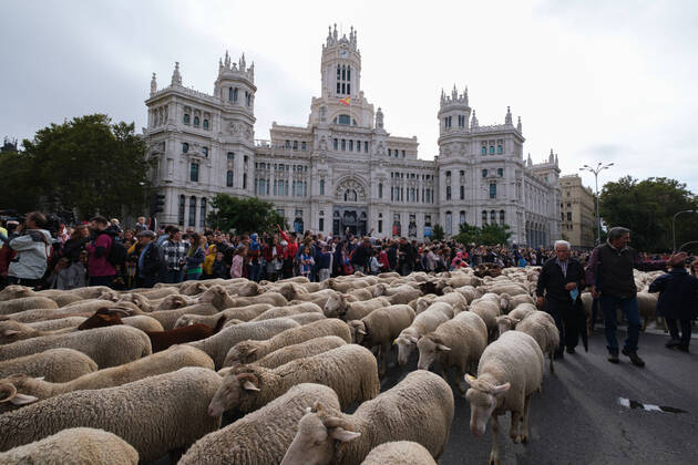 Bilder des Jahres 2022, News 10 Oktober News Bilder des Tages Spanien, Fest der Wanderschäferei in Madrid The Feast Of The Transhumance Returns To The Streets Of Madrid A flock of more than 1,000 sheep walks through the center of Madrid, on 23 October, 2022 in Madrid, Spain. The Transhumance Festival is a traditional event that has been held since 1994 and fills the main thoroughfares of the Spanish capita madrid Spain  Copyright: xOscarxGonzalezx originalFilename: gonzalez-notitle221023_npALu.jpg