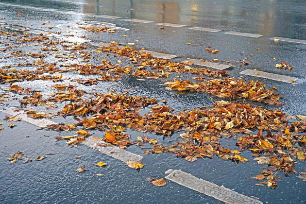 Autofahren im Herbst Nassen Laub erhöht die Rutschgefahr auf Straßen