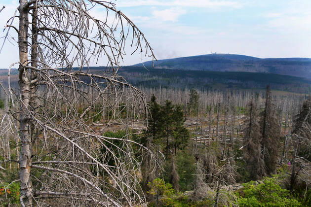 Totholz im Nationalpark Harz nahe des Brocken an der Achtermannshoehe in Niedersachsen. Totholz in deutschen Waeldern