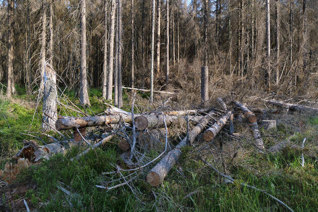 Totholz im Nationalpark Harz nahe des Brocken an der Achtermannshoehe in Niedersachsen. Totholz in deutschen Waeldern