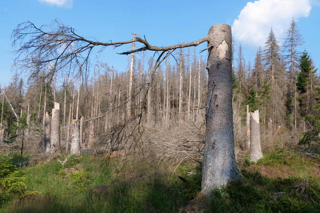 Totholz im Nationalpark Harz nahe des Brocken an der Achtermannshoehe in Niedersachsen. Totholz in deutschen Waeldern