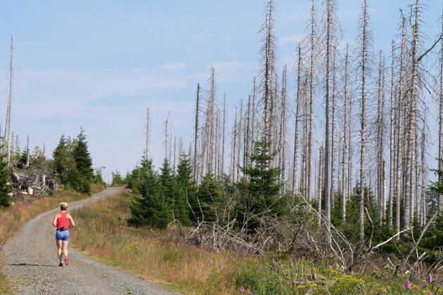 Totholz im Nationalpark Harz nahe des Brocken an der Achtermannshoehe in Niedersachsen. Totholz in deutschen Waeldern
