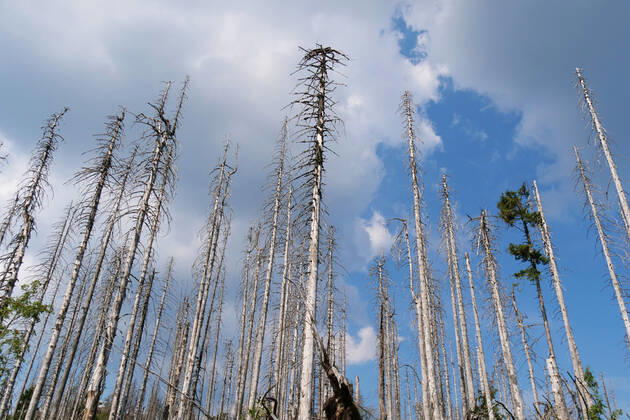 Totholz im Nationalpark Harz nahe des Brocken an der Achtermannshoehe in Niedersachsen. Totholz in deutschen Waeldern
