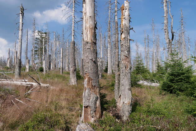 Totholz im Nationalpark Harz nahe des Brocken an der Achtermannshoehe in Niedersachsen. Totholz in deutschen Waeldern