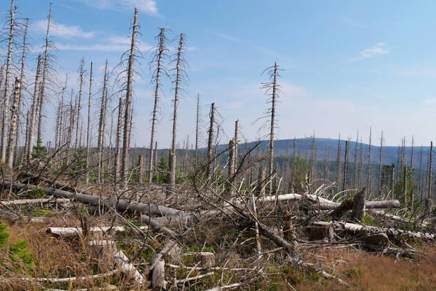 Totholz im Nationalpark Harz nahe des Brocken an der Achtermannshoehe in Niedersachsen. Totholz in deutschen Waeldern