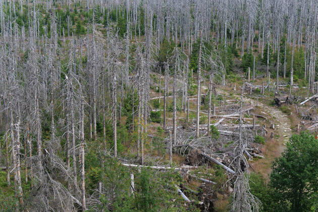 Totholz im Nationalpark Harz nahe des Brocken an der Achtermannshoehe in Niedersachsen. Totholz in deutschen Waeldern