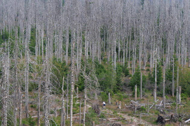 Totholz im Nationalpark Harz nahe des Brocken an der Achtermannshoehe in Niedersachsen. Totholz in deutschen Waeldern
