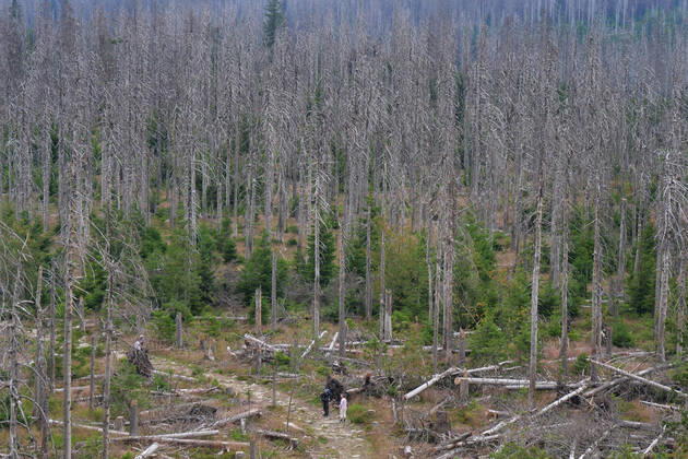 Totholz im Nationalpark Harz nahe des Brocken an der Achtermannshoehe in Niedersachsen. Totholz in deutschen Waeldern
