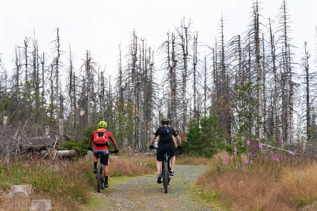 Totholz im Nationalpark Harz nahe des Brocken an der Achtermannshoehe in Niedersachsen. Totholz in deutschen Waeldern