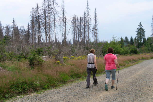 Totholz im Nationalpark Harz nahe des Brocken an der Achtermannshoehe in Niedersachsen. Totholz in deutschen Waeldern