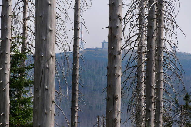Totholz im Nationalpark Harz nahe des Brocken an der Achtermannshoehe in Niedersachsen. Totholz in deutschen Waeldern