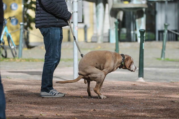 Düsseldorf 25.10.2022 Hund Hunde Gassi gehen gassigehen Spaziergänger spazieren Spaziergang Hundekot Hundekotbeutel Hundescheisse Hundehaufen Düsseldorf Nordrhein-Westfalen Deutschland