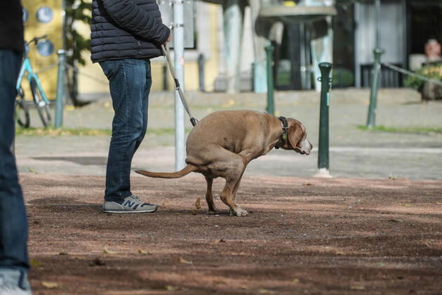 Düsseldorf 25.10.2022 Hund Hunde Gassi gehen gassigehen Spaziergänger spazieren Spaziergang Hundekot Hundekotbeutel Hundescheisse Hundehaufen Düsseldorf Nordrhein-Westfalen Deutschland