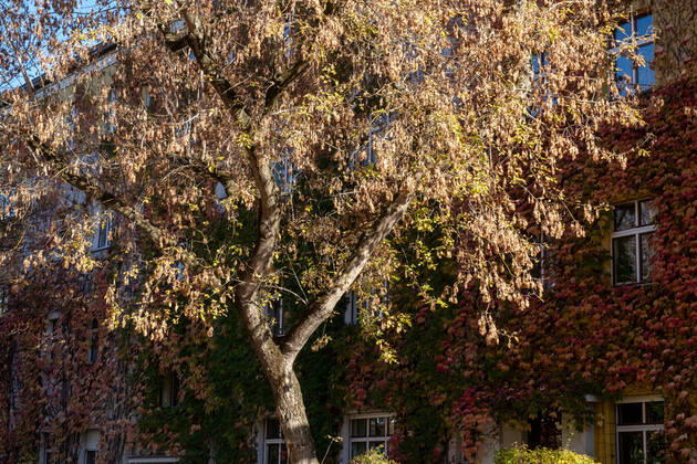 Herbstlaub an einer Hausfassade in der Gudvanger Straße in Berlin-Prenzlauer Berg. Autumn leaves on a house facade in Gudvanger Straße in Berlin-Prenzlauer Berg. Herbst in Berlin