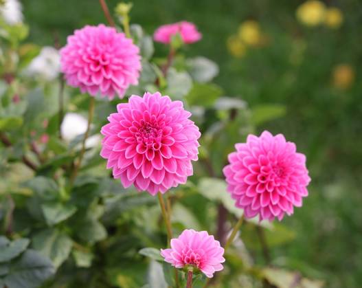 31.10.2022, Deutschland, NRW, Blumenzucht, Pflanzen, Schnittblumen, Pinkfarbene Dahlien auf einem Feld, Dahlie NRW Deutschland Copyright: xDoritxKerlekin SnowfieldxPhotographyx SF311022DahlieD01