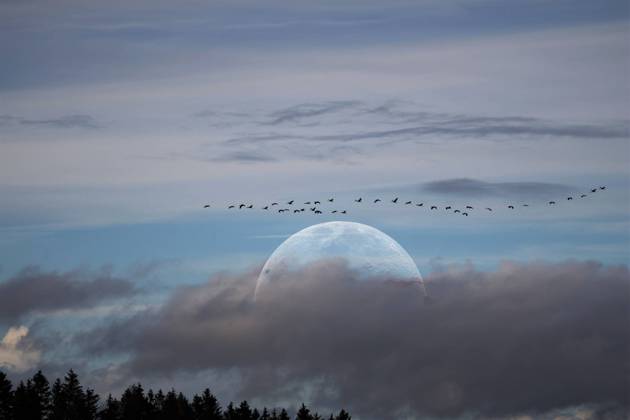Bilder des Jahres 2022, News 10 Oktober News Themen der Woche KW44 Rückeroth Themenfoto: Herbst, Mond, Zugvoegel, 31.10.2022 Ein Schwarm Kraniche zieht in Richtung Winterquartier, im Hintergrund ein grosser Vollmond, Themenfoto: Herbst, Mond, Zugvoegel - Copyright: xAugstx xEibner-Pressefotox EP_jat