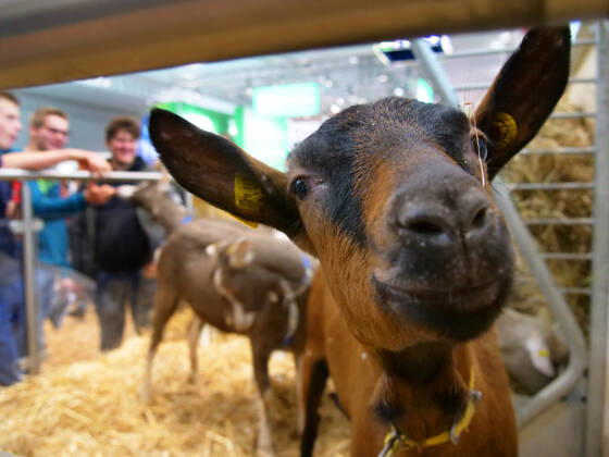 Eindruecke und Rundgang ueber die Euro Tier 2022 in der Messe Hannover vom 15.11.-18.11. 2022 Euro Tier 2022