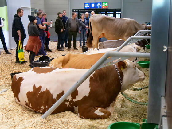 Eindruecke und Rundgang ueber die Euro Tier 2022 in der Messe Hannover vom 15.11.-18.11. 2022 Euro Tier 2022