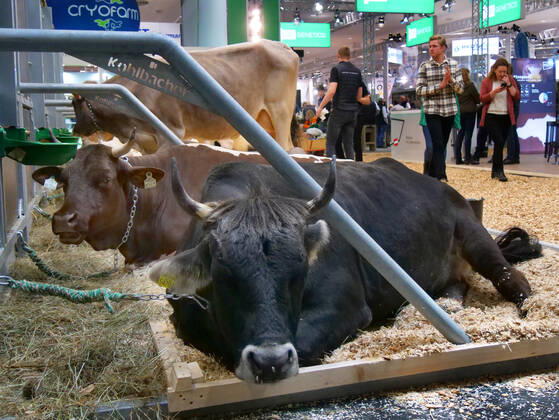 Eindruecke und Rundgang ueber die EuroTier 2022 in der Messe Hannover vom 15.11.-18.11. 2022 EuroTier 2022