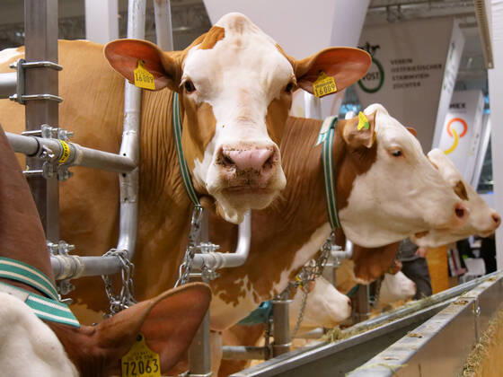 Eindruecke und Rundgang ueber die EuroTier 2022 in der Messe Hannover vom 15.11.-18.11. 2022 EuroTier 2022