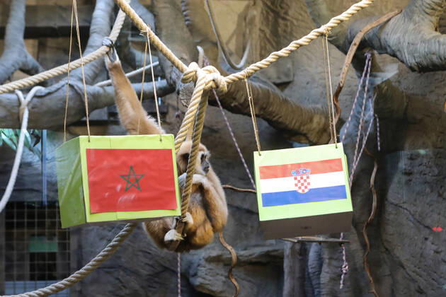 FIFA WM 2022, Orakel Gibbon Kent aus dem Zoo Zagreb tippt Marokko gegen Kroatien Gibbon Kent chose the winner of the World Cup match Gibbon Kent chose the winner of the World Cup match between Croatia and Morocco, in his enclosure at the Zagreb Zoo, in Zagreb, Croatia, on November 22, 2022, TomislavxMiletic PIXSELL