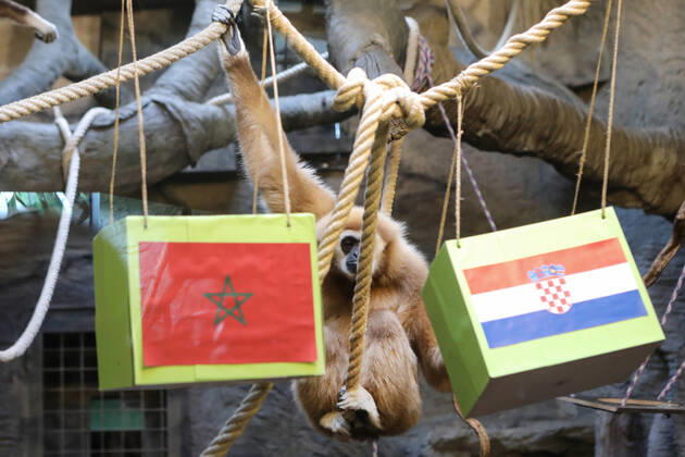 FIFA WM 2022, Orakel Gibbon Kent aus dem Zoo Zagreb tippt Marokko gegen Kroatien Gibbon Kent chose the winner of the World Cup match Gibbon Kent chose the winner of the World Cup match between Croatia and Morocco, in his enclosure at the Zagreb Zoo, in Zagreb, Croatia, on November 22, 2022, TomislavxMiletic PIXSELL