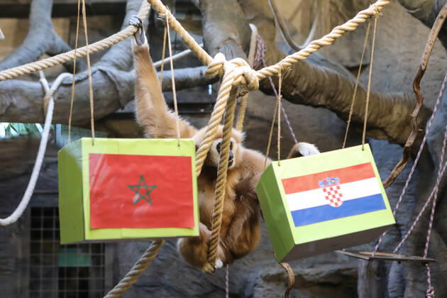 FIFA WM 2022, Orakel Gibbon Kent aus dem Zoo Zagreb tippt Marokko gegen Kroatien Gibbon Kent chose the winner of the World Cup match Gibbon Kent chose the winner of the World Cup match between Croatia and Morocco, in his enclosure at the Zagreb Zoo, in Zagreb, Croatia, on November 22, 2022, TomislavxMiletic PIXSELL