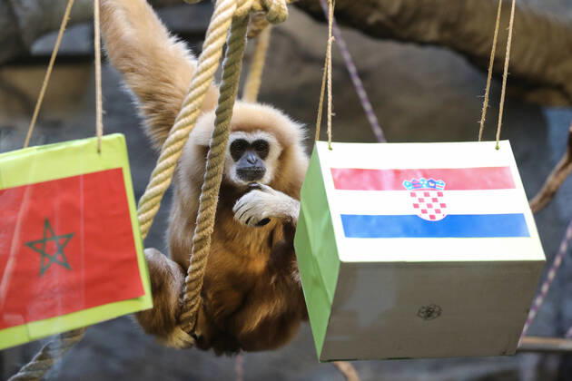 Entertainment Bilder des Tages FIFA WM 2022, Orakel Gibbon Kent aus dem Zoo Zagreb tippt Marokko gegen Kroatien Gibbon Kent chose the winner of the World Cup match Gibbon Kent chose the winner of the World Cup match between Croatia and Morocco, in his enclosure at the Zagreb Zoo, in Zagreb, Croatia, on November 22, 2022, TomislavxMiletic PIXSELL