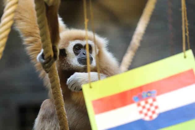 FIFA WM 2022, Orakel Gibbon Kent aus dem Zoo Zagreb tippt Marokko gegen Kroatien Gibbon Kent chose the winner of the World Cup match Gibbon Kent chose the winner of the World Cup match between Croatia and Morocco, in his enclosure at the Zagreb Zoo, in Zagreb, Croatia, on November 22, 2022, TomislavxMiletic PIXSELL