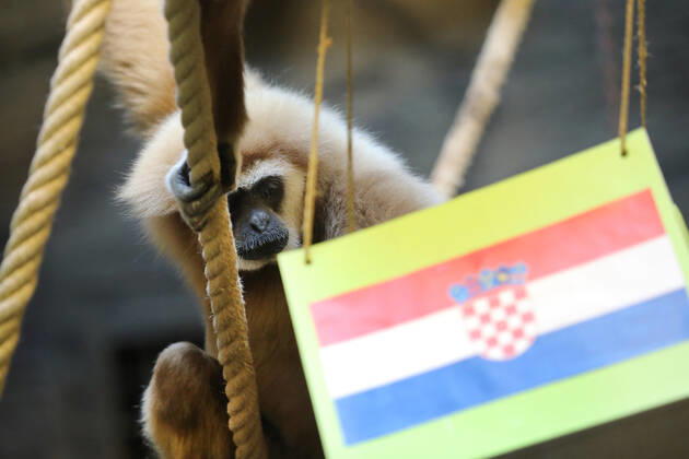FIFA WM 2022, Orakel Gibbon Kent aus dem Zoo Zagreb tippt Marokko gegen Kroatien Gibbon Kent chose the winner of the World Cup match Gibbon Kent chose the winner of the World Cup match between Croatia and Morocco, in his enclosure at the Zagreb Zoo, in Zagreb, Croatia, on November 22, 2022, TomislavxMiletic PIXSELL