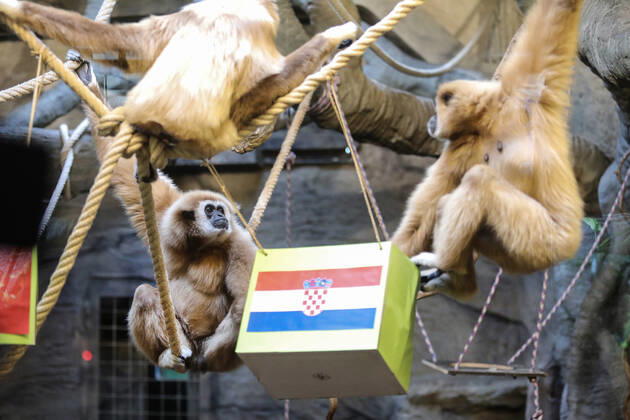 FIFA WM 2022, Orakel Gibbon Kent aus dem Zoo Zagreb tippt Marokko gegen Kroatien Gibbon Kent chose the winner of the World Cup match Gibbon Kent chose the winner of the World Cup match between Croatia and Morocco, in his enclosure at the Zagreb Zoo, in Zagreb, Croatia, on November 22, 2022, TomislavxMiletic PIXSELL