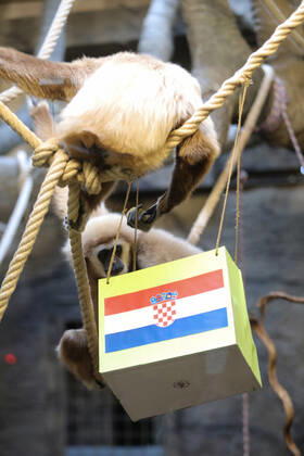 FIFA WM 2022, Orakel Gibbon Kent aus dem Zoo Zagreb tippt Marokko gegen Kroatien Gibbon Kent chose the winner of the World Cup match Gibbon Kent chose the winner of the World Cup match between Croatia and Morocco, in his enclosure at the Zagreb Zoo, in Zagreb, Croatia, on November 22, 2022, TomislavxMiletic PIXSELL