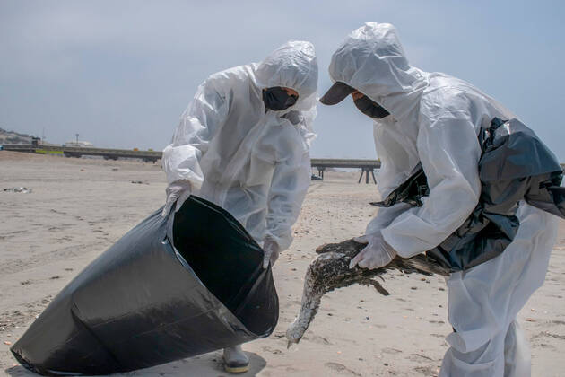 Bilder des Jahres 2022, News 12 Dezember Peru, Vogelgrippe in Lima RECORD DATE NOT STATED The outbreak of avian influenza in Lima. December 6, 2022, Lima, Peru: The Mayor of the District of Miraflores (Lima), Luis Molina Arles, announced as of today the restriction of bathers access to the eight beaches in the district, as long as the presence of seabird corpses remains in that area, due to the outbreak of avian influenza. During an inspection carried out five kilometers from the coast of Miraflores, the mayor pointed out that as of today the entry of bathers is restricted. However, he clarified that access to surfers and sports practitioners in outdoor areas remains open. The mayor referred to the statement from the Ministry of Health (Minsa) authorizing municipalities to restrict access to beaches in this situation. (Foto: Na Copyright: xNaldyxxCastilloxGomezx