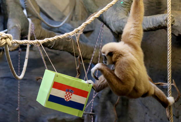 FIFA WM 2022, Orakel Gibbon Kent aus dem Zoo Zagreb tippt Brasilien gegen Kroatien Gibon Kent predicted Croatia s victory Gibon Kent at the ZOO in Zagreb predicted Croatia s victory in the match against Brazil at the FIFA World Cup in Zagreb, Croatia on December 9, 2022. SlavkoxMidzor PIXSELL