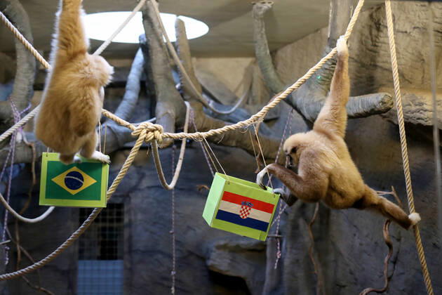 FIFA WM 2022, Orakel Gibbon Kent aus dem Zoo Zagreb tippt Brasilien gegen Kroatien Gibon Kent predicted Croatia s victory Gibon Kent at the ZOO in Zagreb predicted Croatia s victory in the match against Brazil at the FIFA World Cup in Zagreb, Croatia on December 9, 2022. SlavkoxMidzor PIXSELL