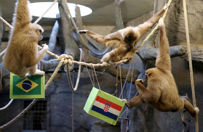 FIFA WM 2022, Orakel Gibbon Kent aus dem Zoo Zagreb tippt Brasilien gegen Kroatien Gibon Kent predicted Croatia s victory Gibon Kent at the ZOO in Zagreb predicted Croatia s victory in the match against Brazil at the FIFA World Cup in Zagreb, Croatia on December 9, 2022. SlavkoxMidzor PIXSELL