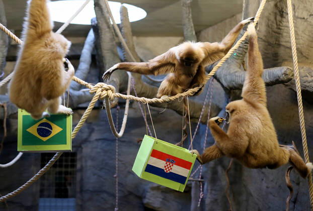 Entertainment Bilder des Tages FIFA WM 2022, Orakel Gibbon Kent aus dem Zoo Zagreb tippt Brasilien gegen Kroatien Gibon Kent predicted Croatia s victory Gibon Kent at the ZOO in Zagreb predicted Croatia s victory in the match against Brazil at the FIFA World Cup in Zagreb, Croatia on December 9, 2022. SlavkoxMidzor PIXSELL