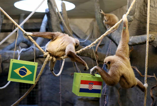 FIFA WM 2022, Orakel Gibbon Kent aus dem Zoo Zagreb tippt Brasilien gegen Kroatien Gibon Kent predicted Croatia s victory Gibon Kent at the ZOO in Zagreb predicted Croatia s victory in the match against Brazil at the FIFA World Cup in Zagreb, Croatia on December 9, 2022. SlavkoxMidzor PIXSELL