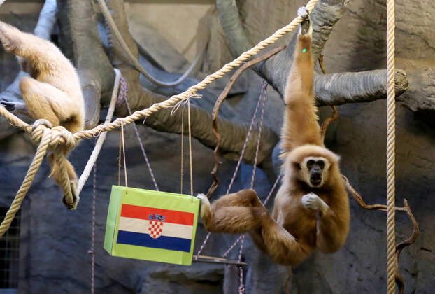 FIFA WM 2022, Orakel Gibbon Kent aus dem Zoo Zagreb tippt Brasilien gegen Kroatien Gibon Kent predicted Croatia s victory Gibon Kent at the ZOO in Zagreb predicted Croatia s victory in the match against Brazil at the FIFA World Cup in Zagreb, Croatia on December 9, 2022. SlavkoxMidzor PIXSELL
