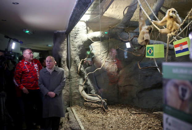 FIFA WM 2022, Orakel Gibbon Kent aus dem Zoo Zagreb tippt Brasilien gegen Kroatien Gibon Kent predicted Croatia s victory Gibon Kent at the ZOO in Zagreb predicted Croatia s victory in the match against Brazil at the FIFA World Cup in Zagreb, Croatia on December 9, 2022. SlavkoxMidzor PIXSELL
