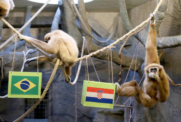 FIFA WM 2022, Orakel Gibbon Kent aus dem Zoo Zagreb tippt Brasilien gegen Kroatien Gibon Kent predicted Croatia s victory Gibon Kent at the ZOO in Zagreb predicted Croatia s victory in the match against Brazil at the FIFA World Cup in Zagreb, Croatia on December 9, 2022. SlavkoxMidzor PIXSELL