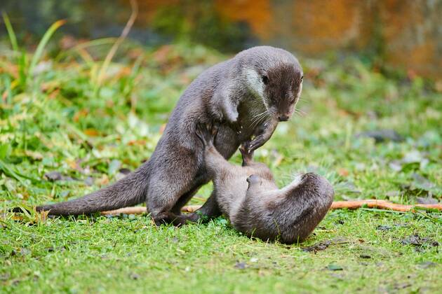 Zwei Fischotter (Lutra lutra) spielen miteinander auf einer Wiese im Bayerischen Wald, Bayern, Deutschland, Europa Copyright: imageBROKER Davidx&xMichaxSheldon ibxshe08899243.jpg
