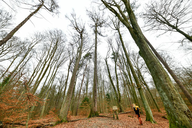 Höchster Baum in Berlin Blick am 1. Januar 2023 auf den höchsten Baum in Berlin (Bildmitte) Die Lärche hat eine Höhe von etwas über 42 Metern und steht im Tegeler Forst in Berlin Tegel. Berlin Tegel Reinickendorf Berlin Deutschland _JK10406