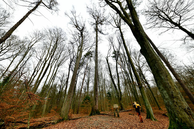 Höchster Baum in Berlin Blick am 1. Januar 2023 auf den höchsten Baum in Berlin (Bildmitte) Die Lärche hat eine Höhe von etwas über 42 Metern und steht im Tegeler Forst in Berlin Tegel. Berlin Tegel Reinickendorf Berlin Deutschland _JK10408