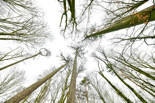 Höchster Baum in Berlin Blick am 1. Januar 2023 auf den höchsten Baum in Berlin (Bildmitte) Die Lärche hat eine Höhe von etwas über 42 Metern und steht im Tegeler Forst in Berlin Tegel. Berlin Tegel Reinickendorf Berlin Deutschland _JK10410
