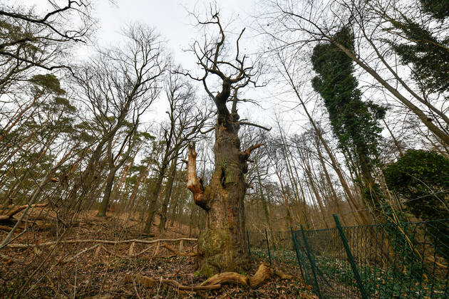 Höchster Baum in Berlin Blick am 1. Januar 2023 auf den ältesten Baum in Berlin, die Dicke Marie, im Tegeler Forst in Berlin Tegel. Berlin Tegel Reinickendorf Berlin Deutschland _JK10444