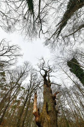 Höchster Baum in Berlin Blick am 1. Januar 2023 auf den ältesten Baum in Berlin, die Dicke Marie, im Tegeler Forst in Berlin Tegel. Berlin Tegel Reinickendorf Berlin Deutschland _JK10446